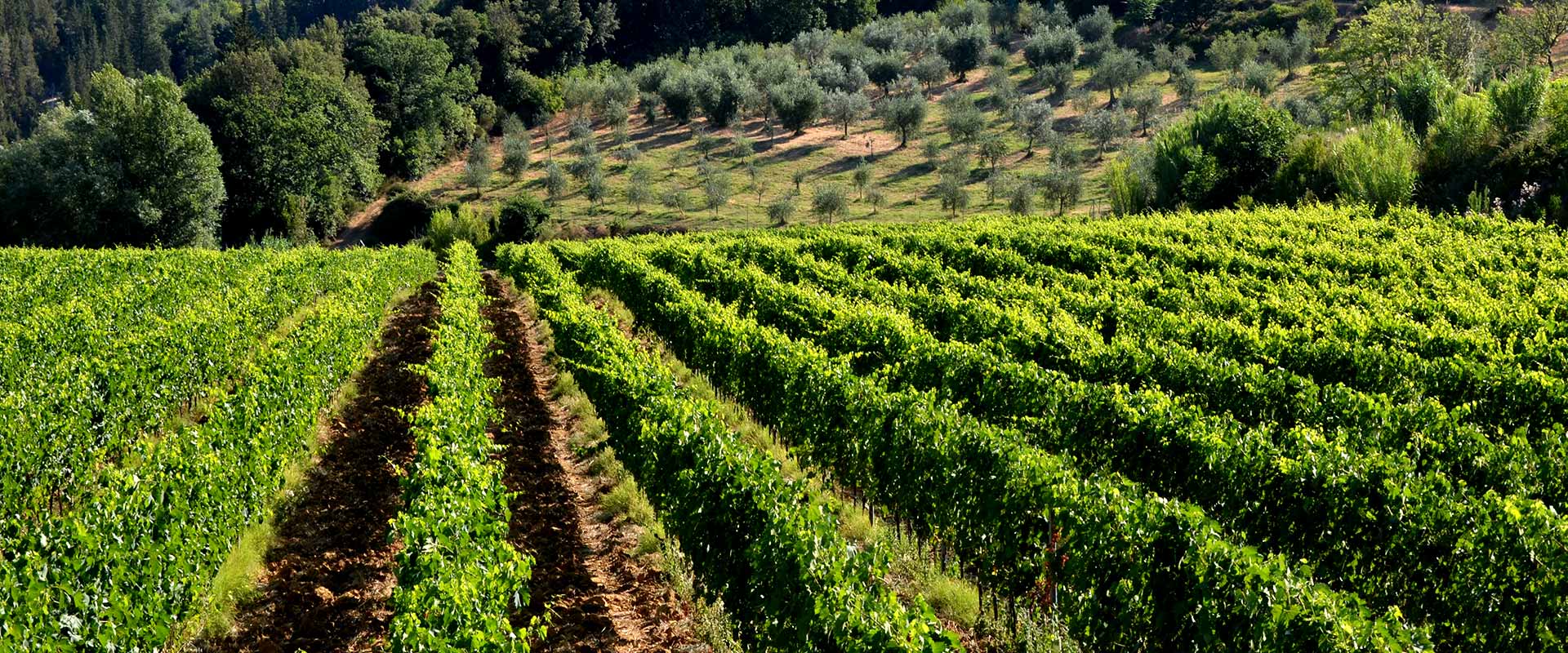 Collina Colline Vigneti Montecarlo Lucca