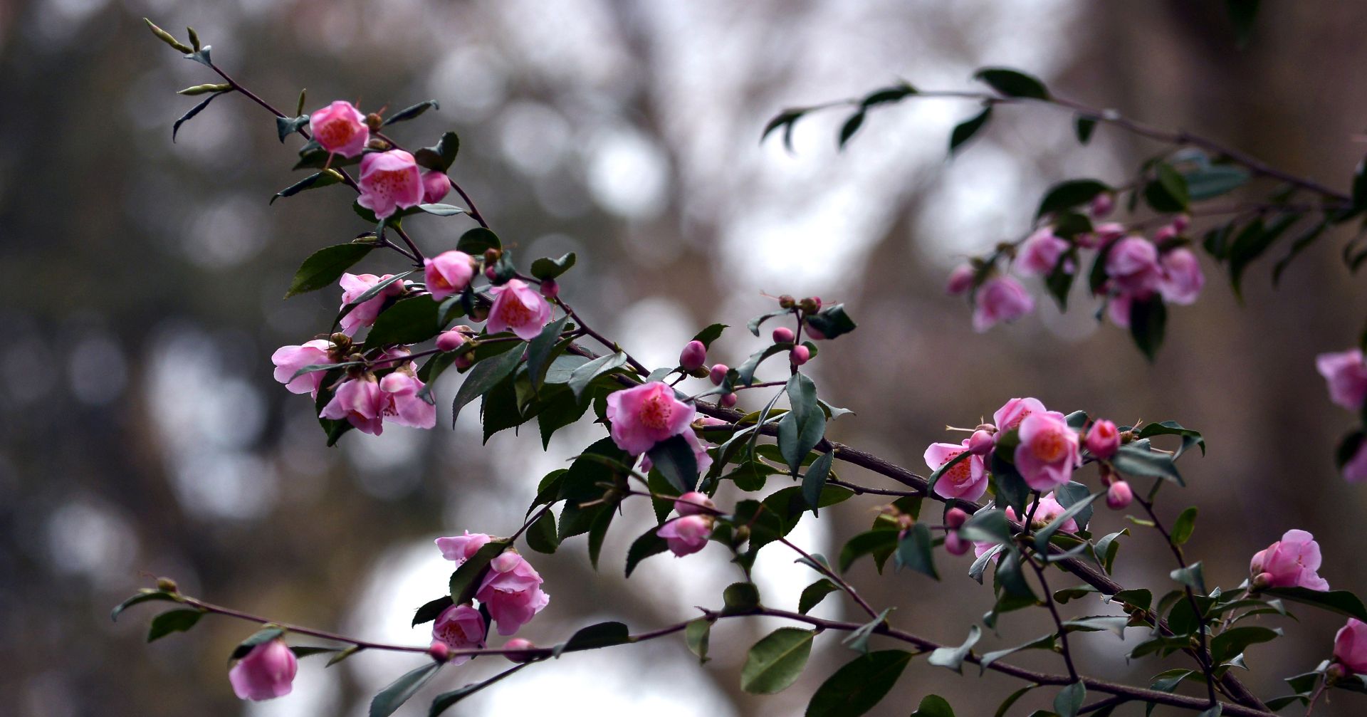 piccole camelie in fiore madeinlucca