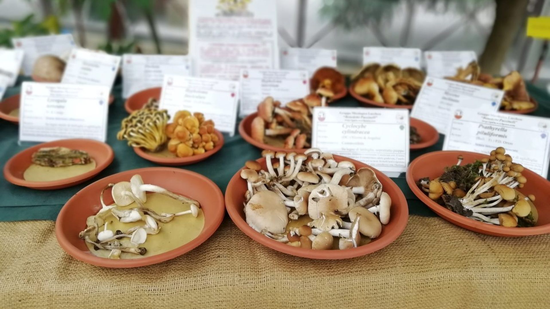 funghi spontanei della luchcesia alla mostra micologica 2022