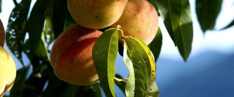 Pesca di Dolfo Frutta Verdura Lucca Enogastronomia