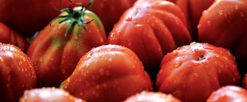 Pomodoro Canestrino Frutta Verdura Lucca Enogastronomia