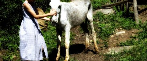 S Antonio Abate protettore degli animali Lucca