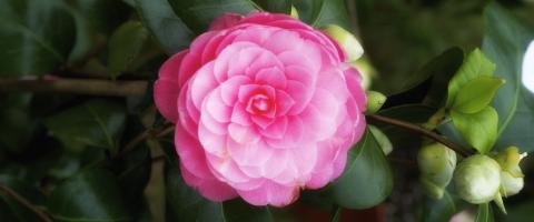 Fiori Camelia Lucca