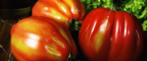 Pomodoro Canestrino Lucca Agricoltura Mercato