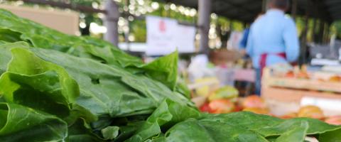 Mercato contadino del foro boario a Lucca