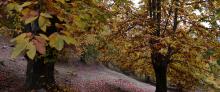 Castagno Albero Castagne Farina Lucca